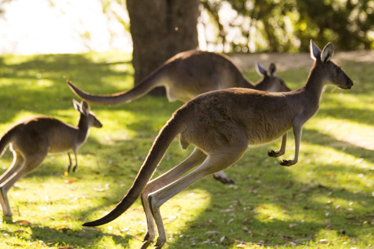 Australia's history & facts Australia's history & facts